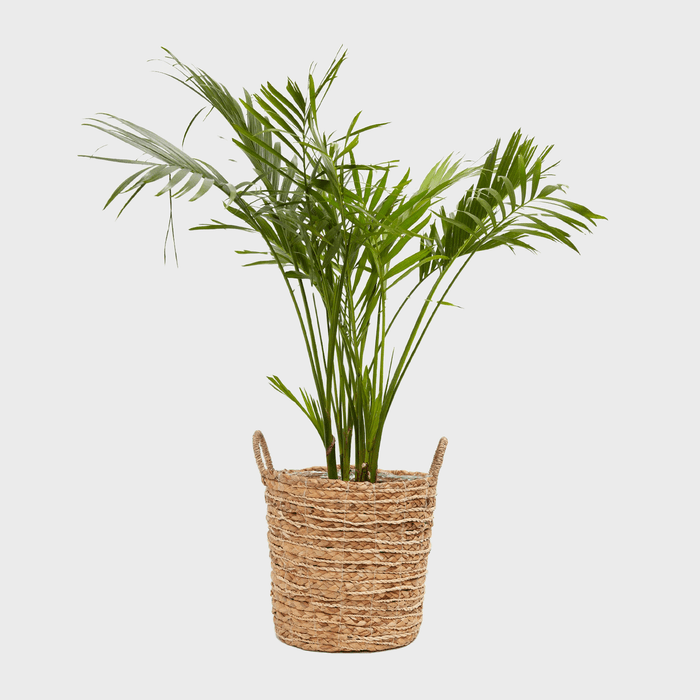 Parlor Palm Ecomm Via Livelyroot.com