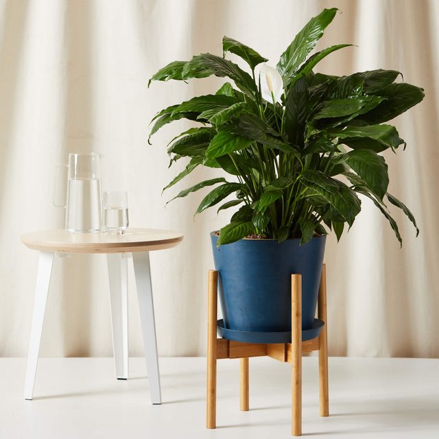 Peace Lily Ecomm Via Bloomscape.com