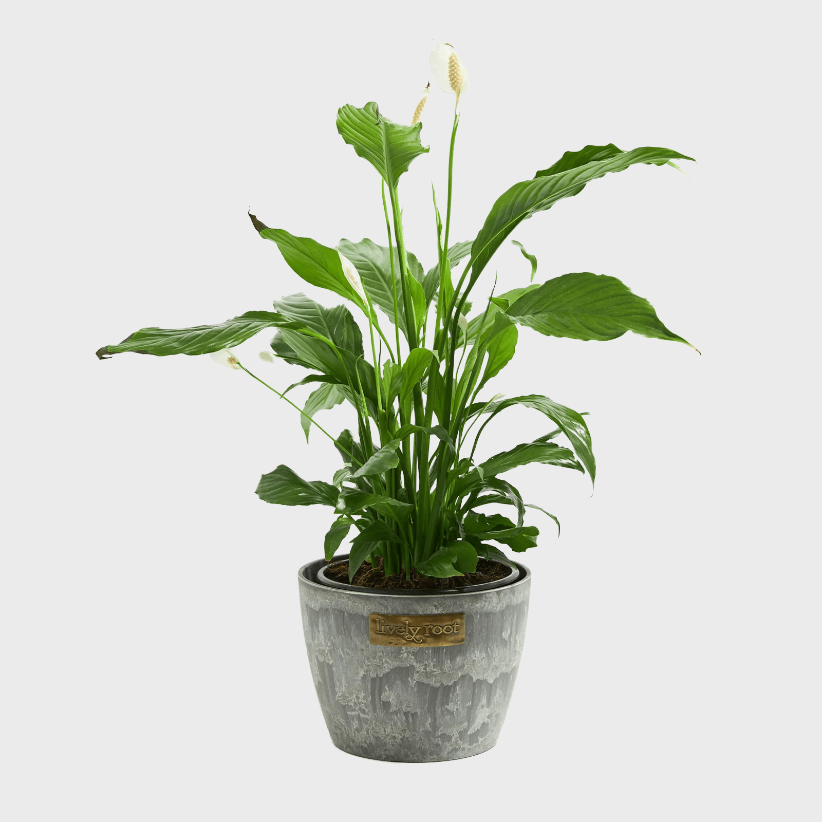 Peace Lily Ecomm Via Livelyroot.com