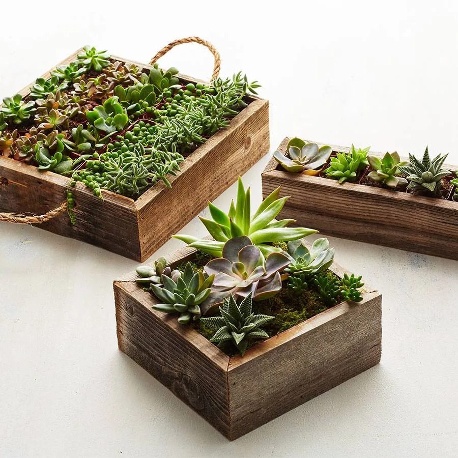 Reclaimed Wood Succulent Garden Ecomm Via Plants.com