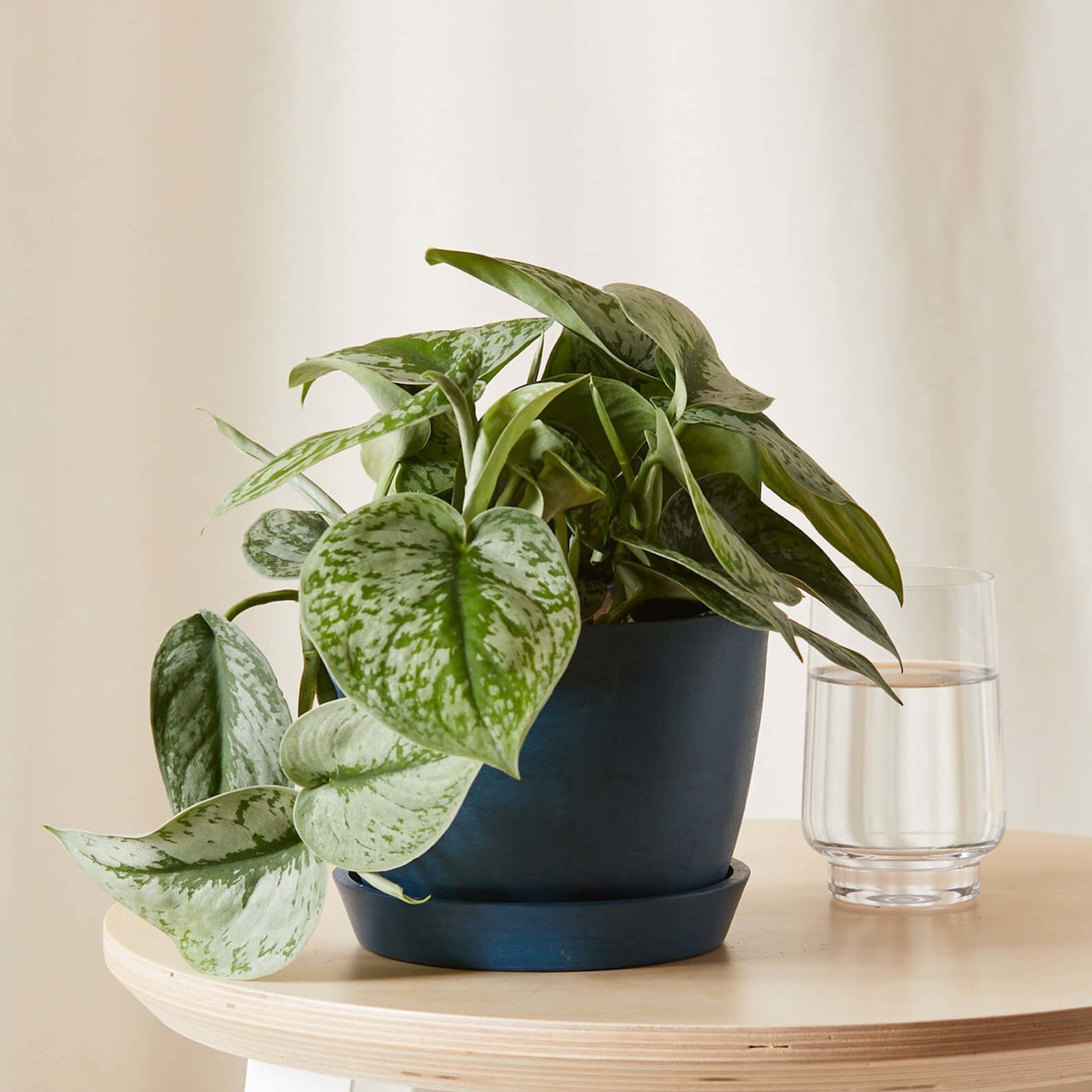 Silver Pothos Ecomm Via Bloomscape.com