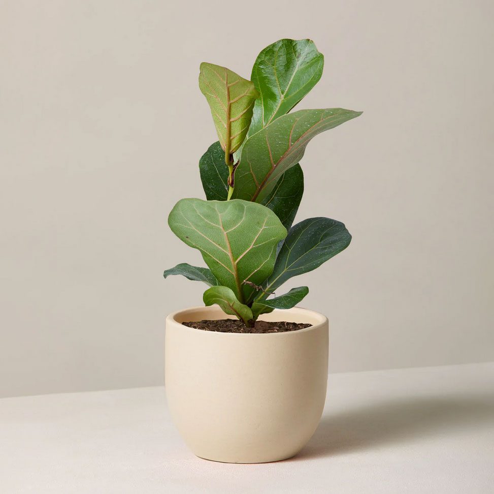 Small Fiddle Leaf Fig