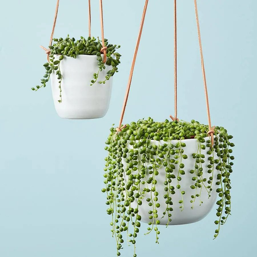 String Of Pearls Succulent Ecomm Via Plants.com