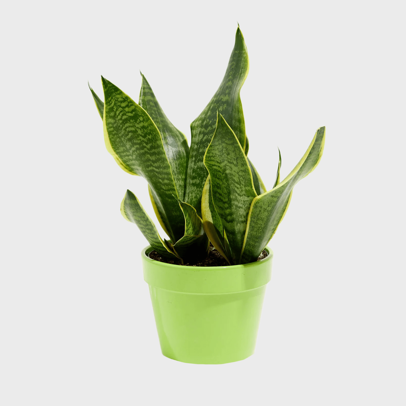 Superba Snake Plant Ecomm Via Livelyroot.com