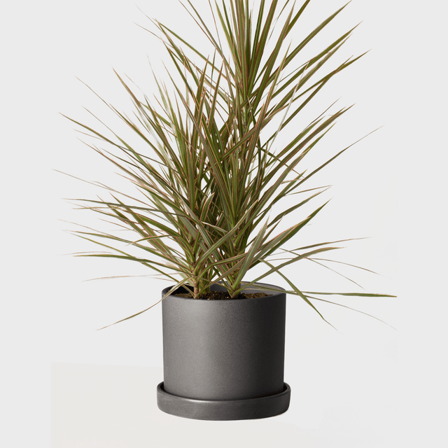 The Sill Dracaena Marginata Medium Hyde Black  Ecomm Via Thesill.com