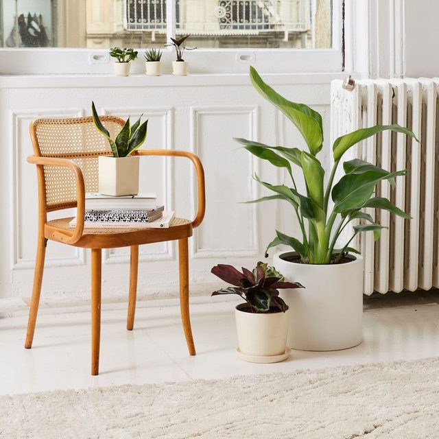 The Sill Large Bird Of Paradise Gallery All 05