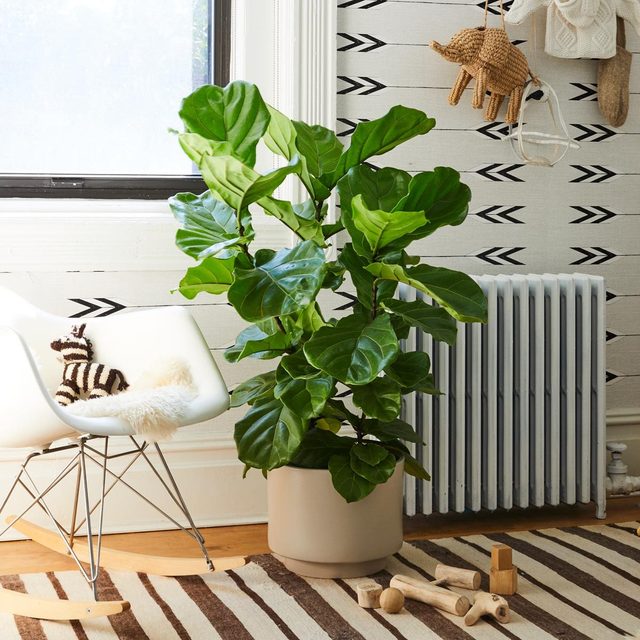 The Sill Large Fiddle Leaf Fig Bush Gallery All 03 E0b7ad8e 0897 46a2 A653 02235246fc4d