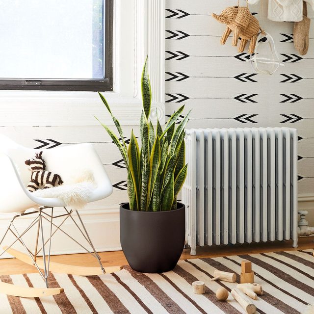 The Sill Large Snake Plant Laurentii Gallery Ecomm Via Thesill.com