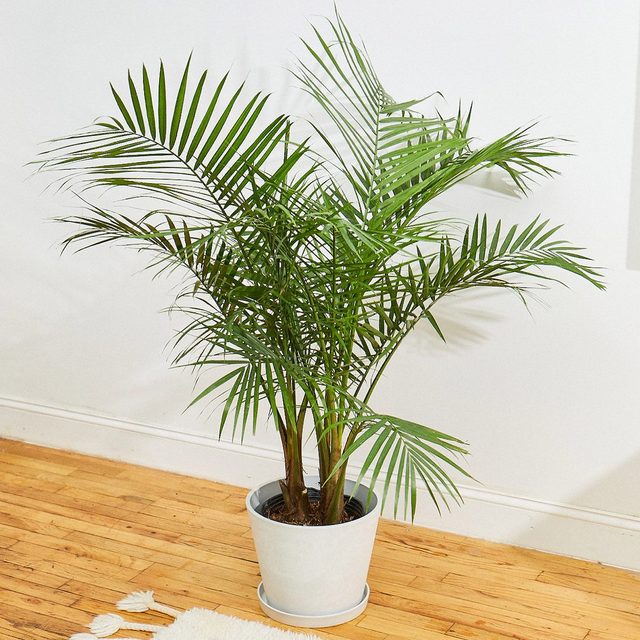 The Sill Majesty Palm Upcycled Stonewash Gallery All All 01 Ecomm Via Thesill.com