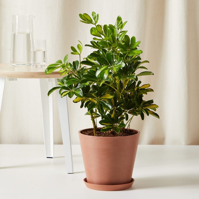 Variegated Schefflera Ecomm Via Bloomscape.com