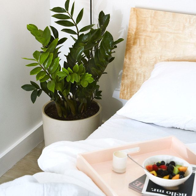 Zz Plant Ecomm Via Thesill.com