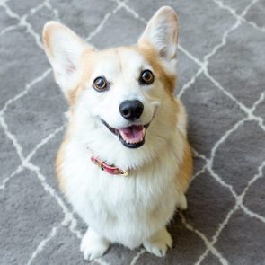 Smiling corgi sitting on rug