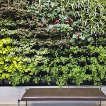 Green wall of houseplants growing indoors with bench, Berkshire Botanical Garden, Stockbridge, Massachusetts