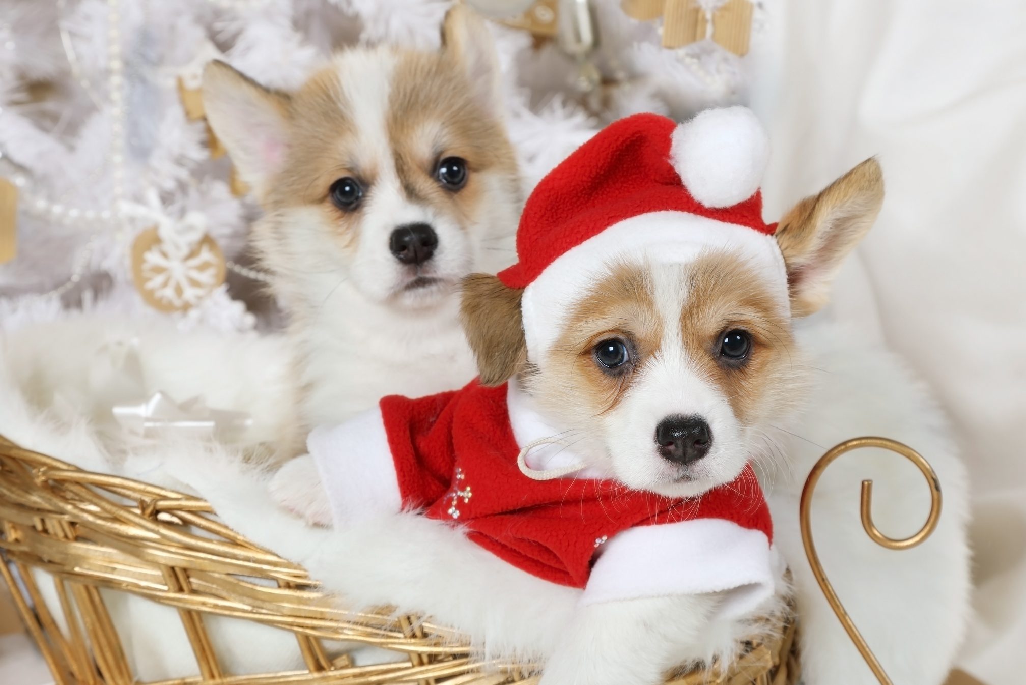 Welsh Corgi Pembroke puppies in a Santa costume