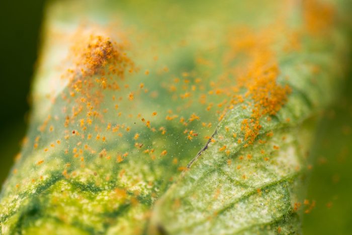 Red Spider mite Tetranychus urticae