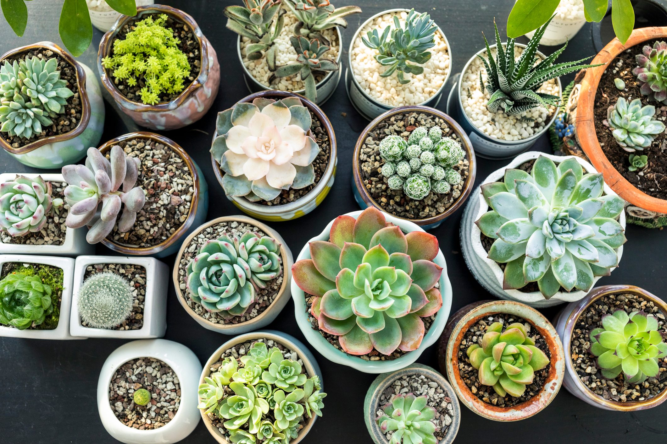 Close-Up Of succulent plants