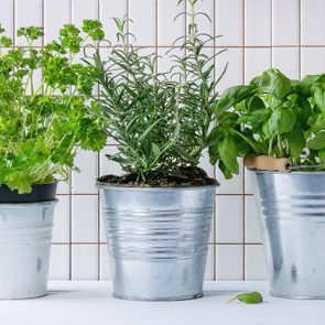 Close-Up Of Potted herbs On Table Against White Tiled Wall