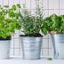 Everything You Need to Know About Growing Herbs Indoors