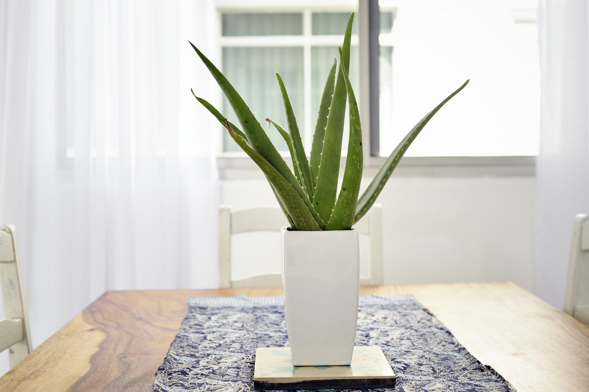 Aloe vera plant on a beautiful wood table