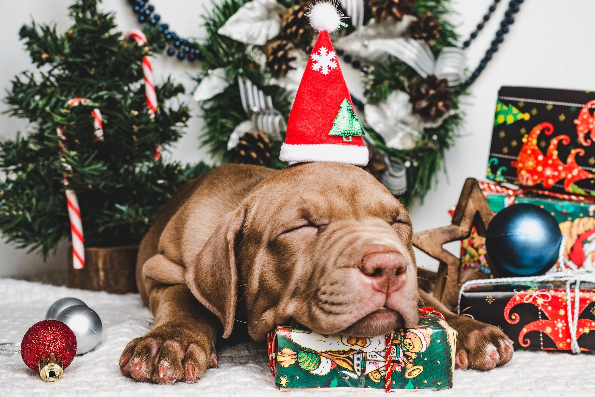 Young, charming puppy and a festive box