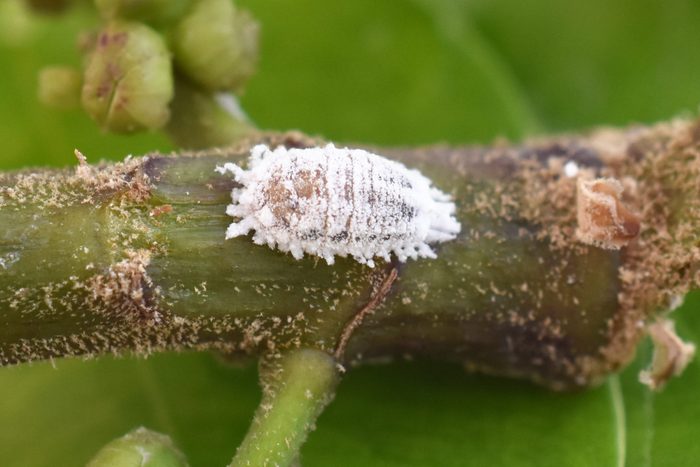 Pseudococcus mealybug infestation on green plant