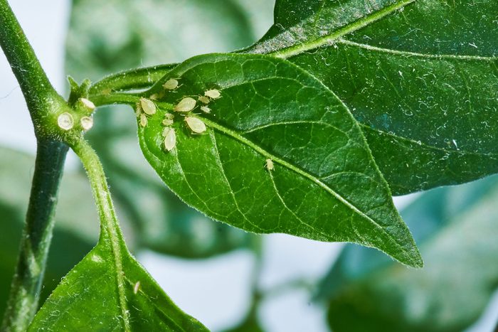 small aphid on a green leaf in the open air