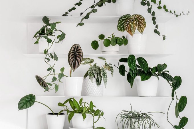 Modern houseplants