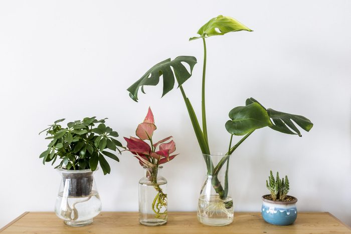 indoor plants growing in clear glass jars with roots in water