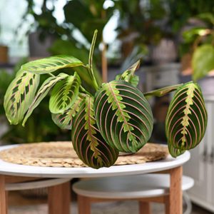 Prayer plant, Tropical 'Maranta Leuconeura Fascinator' houseplant with leaves with exotic red stripe pattern on table