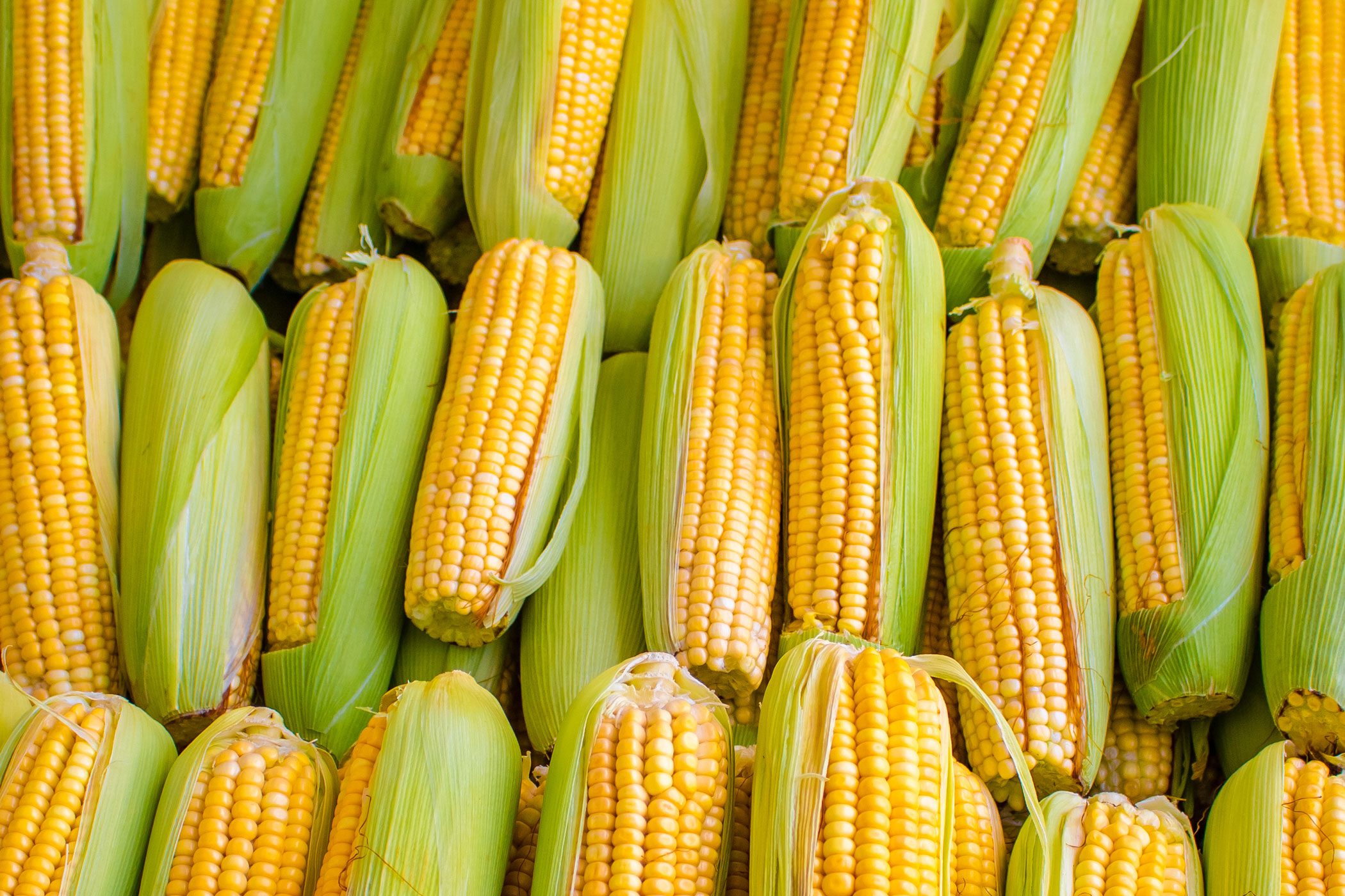 Corn Cobs Grouped On grocery store display