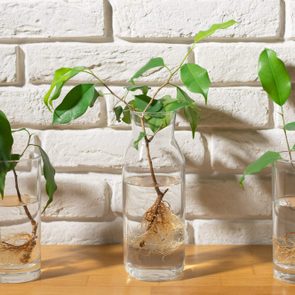 three glasses with water and cuttings of ficus benjamin