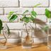 How to Propagate Houseplants