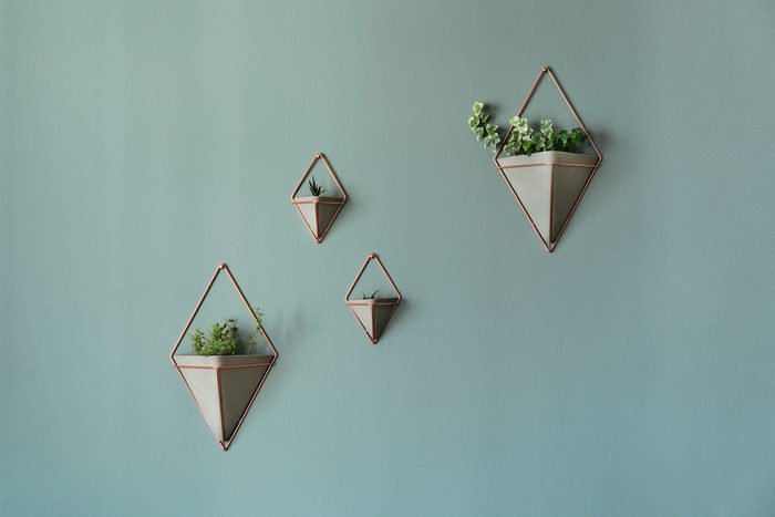 House plants and herbs in the wall planters.