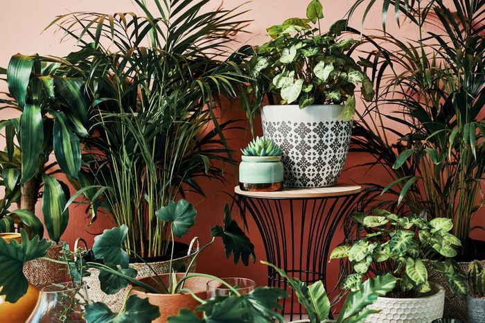 Plants are nature's poetry