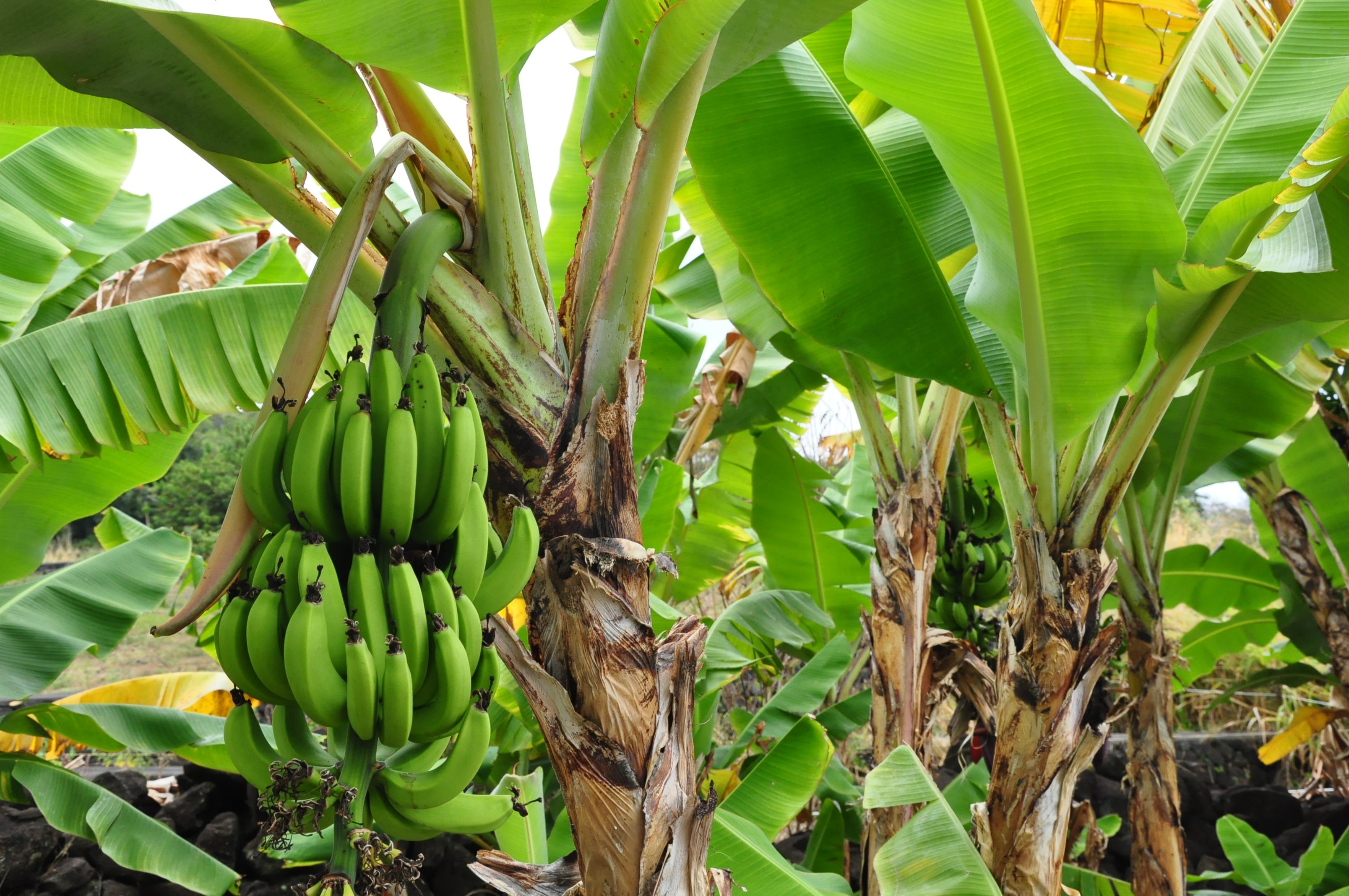 Banana Tree