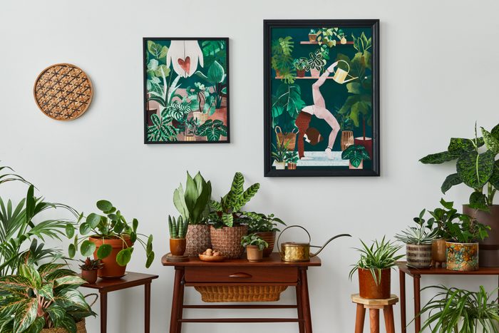 Stylish botany composition of home garden interior with wooden mock up poster frame, filled a lot of beautiful house plants, cacti, succulents in different design pots and floral accessories