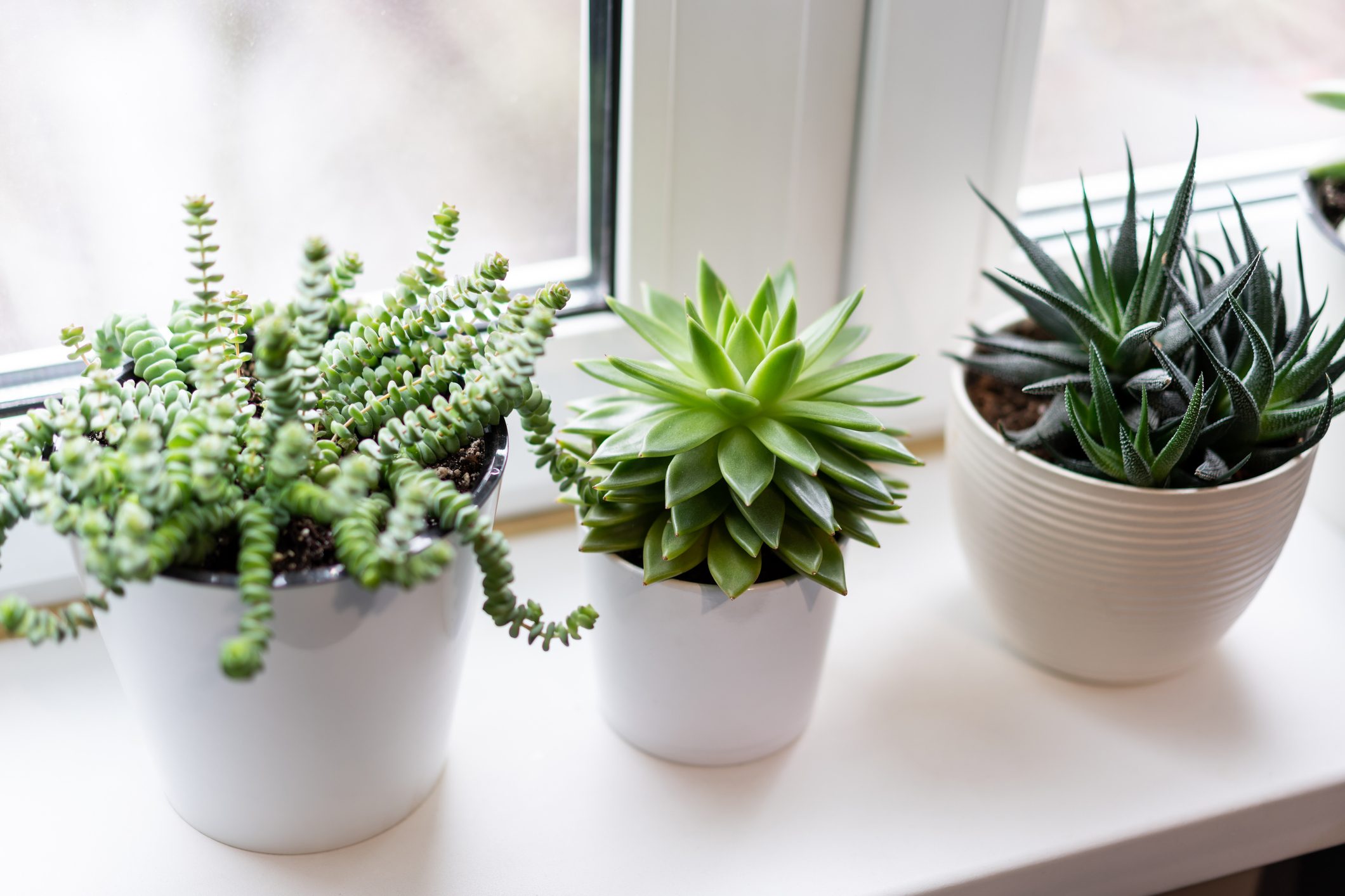 green succulent plants