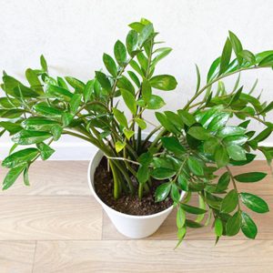 Houseplant Zamioculcas zamiifolia in a white pot on a floor, top view.