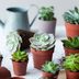 How to Care for Succulents