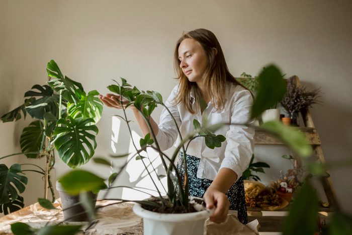 Young woman touching Zanzibar gem leaf at home