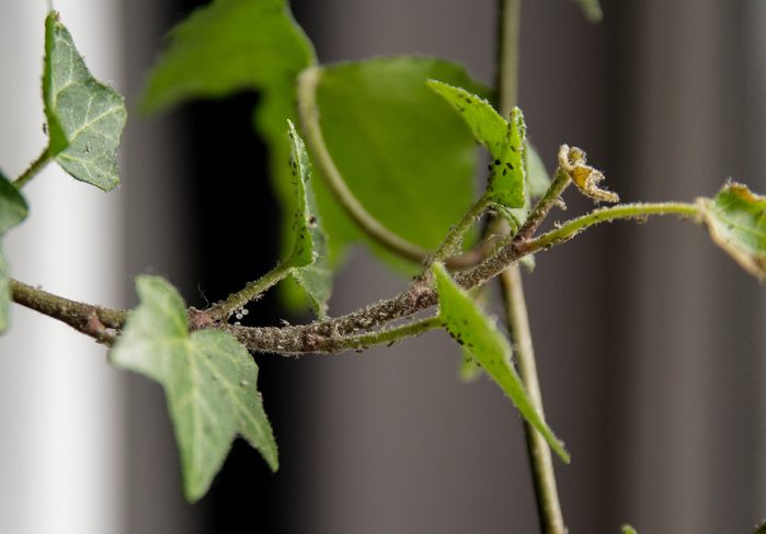 Aphids on the houseplant