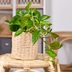 How to Care for a Pothos Plant