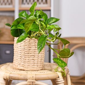 Pothos houseplant in a wicker basket pot on a stool