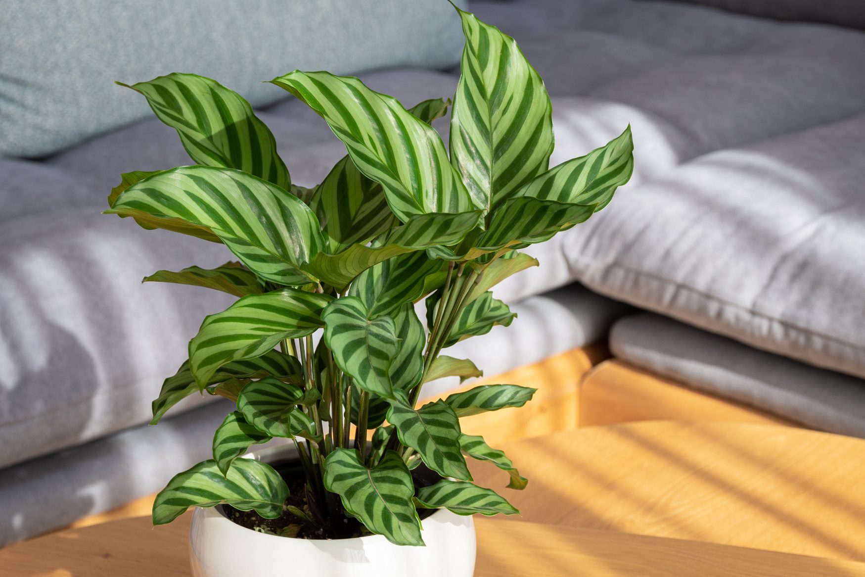 Calathea Freddie (Calathea concinna) plant in modern interior house