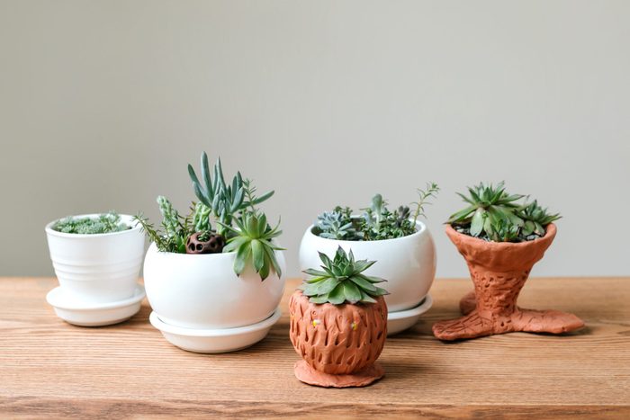 Wooden shelf for home plants against wall.