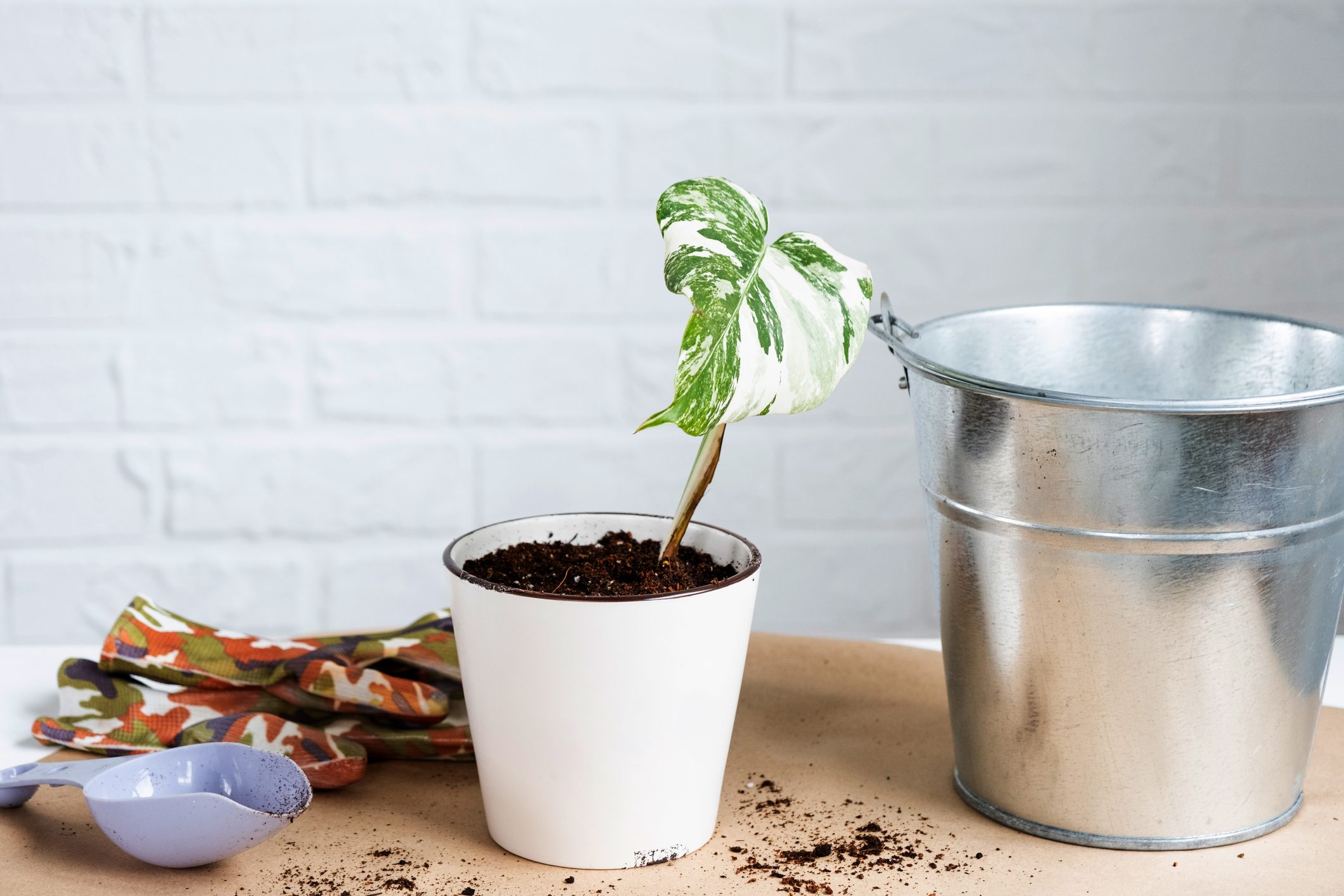 Rooted sprout of philodendron Monstera Alba for potting. Propagation of domestic plants, cuttings and cultivation