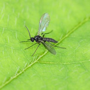 Dark-winged fungus gnat, Sciaridae on a green leaf