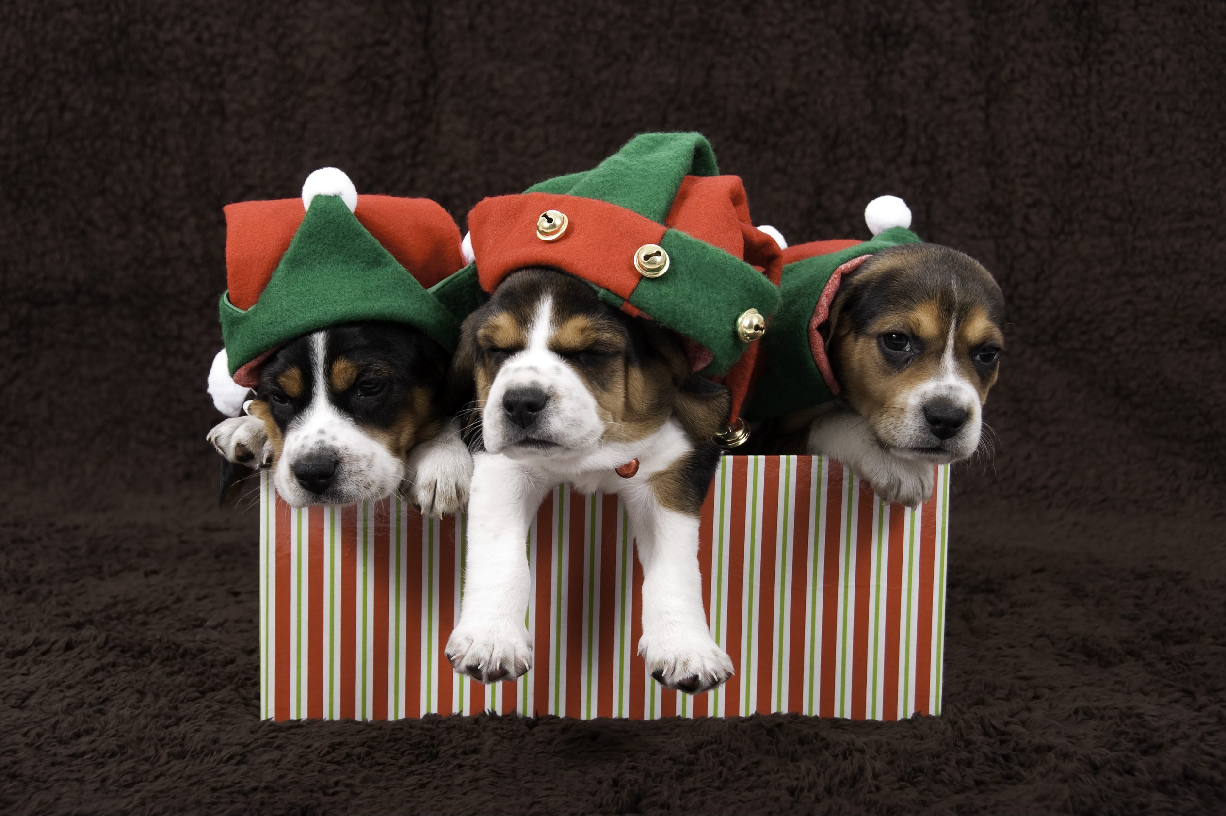Litter Of Christmas Puppies