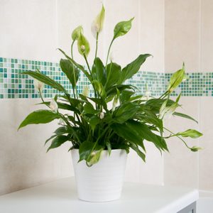 Spathiphyllum Peace Lily indoor plant