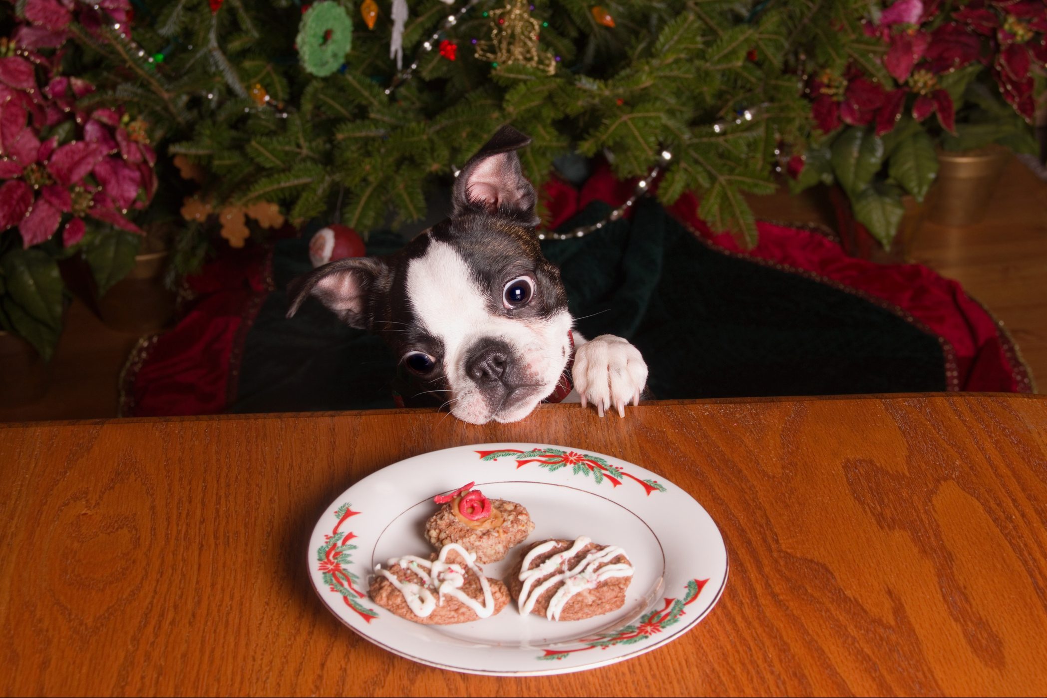 Poopsie Christmas Looking at Cookies from Above
